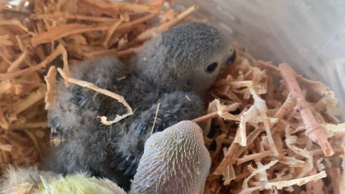 コザクラインコ雛ちゃんが、ワチャワチャ