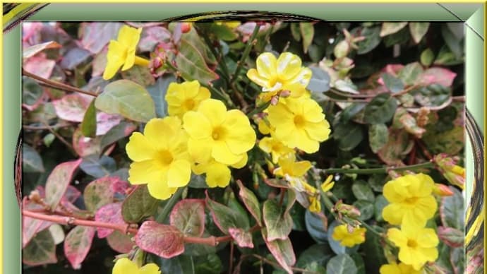 早春の黄色い花たち