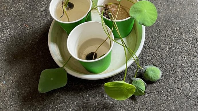蓮の種を土に植えた