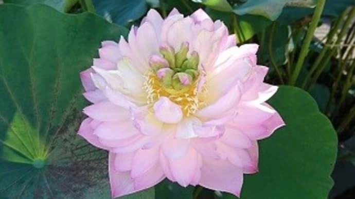 毎日猛暑が続いて暑いですね