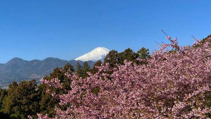 まつだ桜まつり2023　その1・スギ花粉