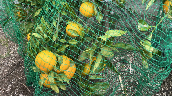 非売品　柑橘が収穫期に入ってきました　めちゃ美味しいです
