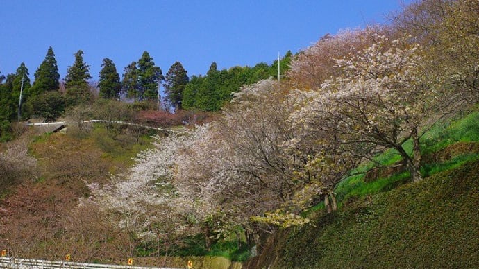 下蒲刈町三之瀬の桜 (とびしま海道)