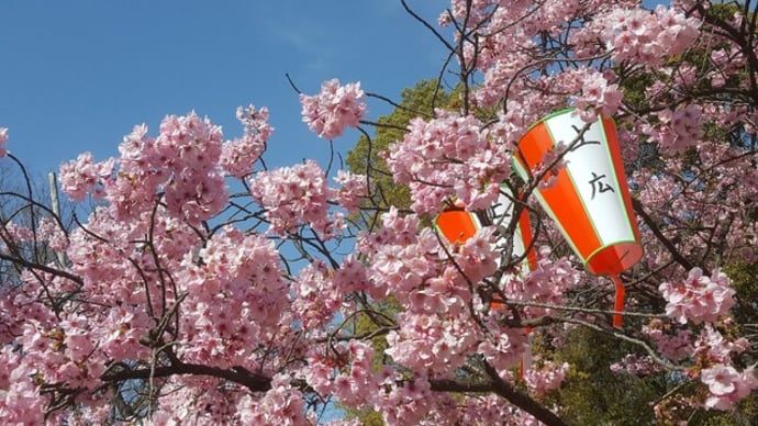 2020年春　飛鳥山の桜・・・