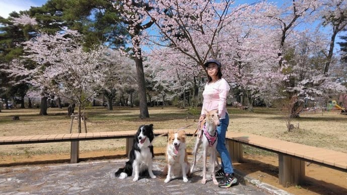 Ｔ公園桜満開
