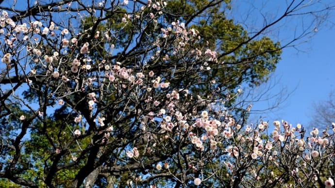 長居植物園 2020/02/24