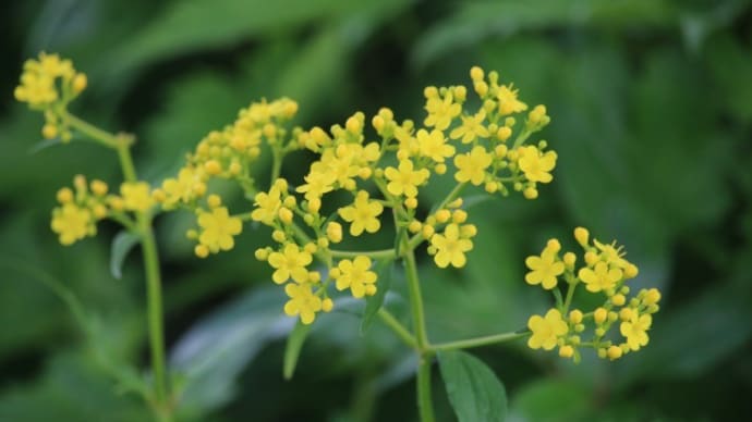 栂池自然園の花 7月末 その7 痩せ尾根からようやく展望湿原
