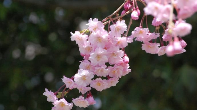 桜 開花