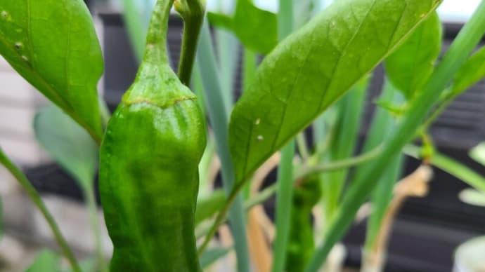 しし唐辛子植えてます(=゚ω゚)ノ