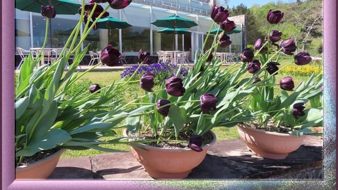 池周りの花たち