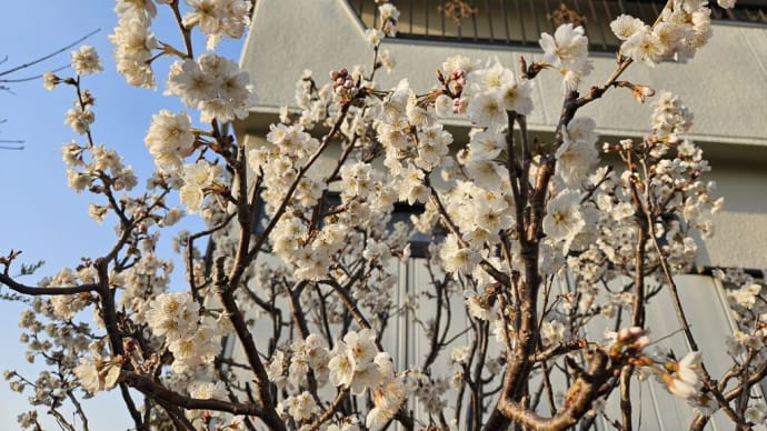 今年もサクランボの花が満開に(#^.^#)