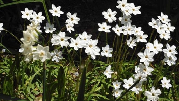 4月の道端の花