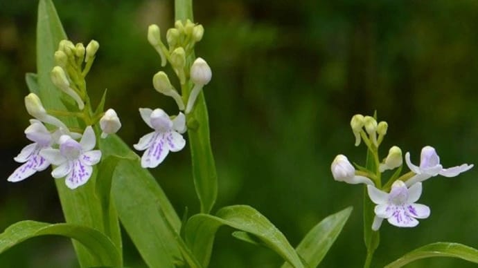 ウチョウラン 2020（2）～白紫点花