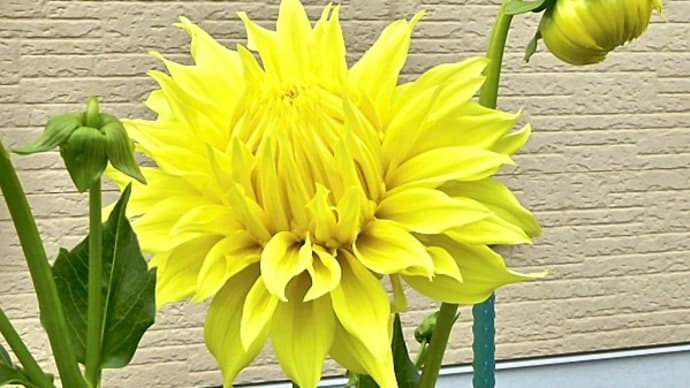 我が家の花壇でようやく花開いた新顔ダリア・巨大輪セミカクタス咲き「フリスタ」の壱番花