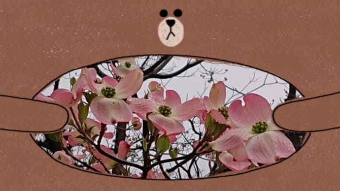 ハナミズキが咲いた ♬あの日に帰りたい(松任谷由実)