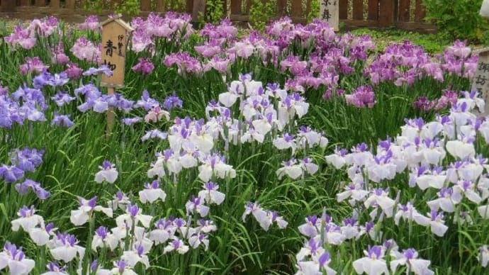 山田池公園・花菖蒲園　2018