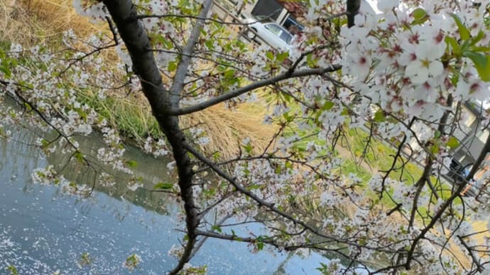今年最後のお花見散歩🌸🌸🌸元荒川で桜吹雪🌸ママ友と再会