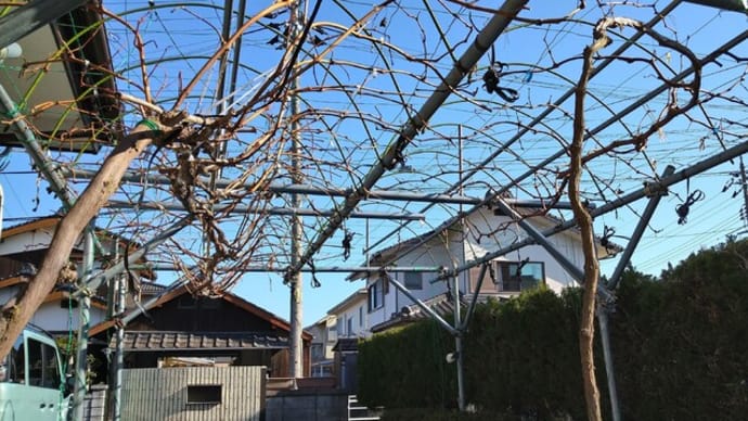 新年の仕事始め。。。剪定から