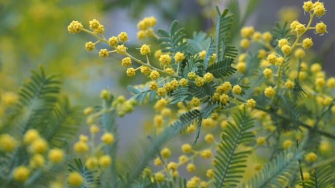 ギンヨウアカシアが開花