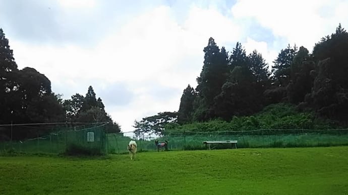 暑くなり 室内ランで 快適や