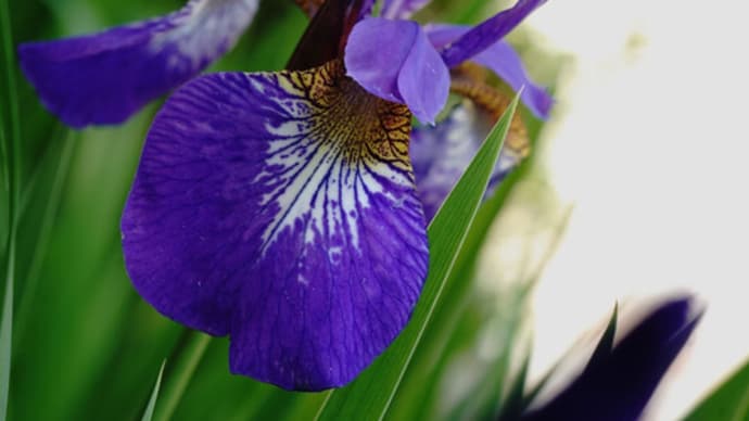 ●我が家の５月の花（13）　アヤメ　ユキノシタ　ヒペリカム・アンドロサエマム　コデマリの花後　母の日の花束