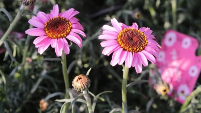 2月の花たち