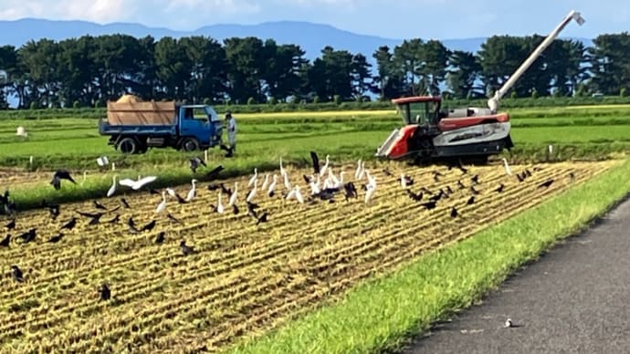 @滋賀県🌾稲刈りあるある