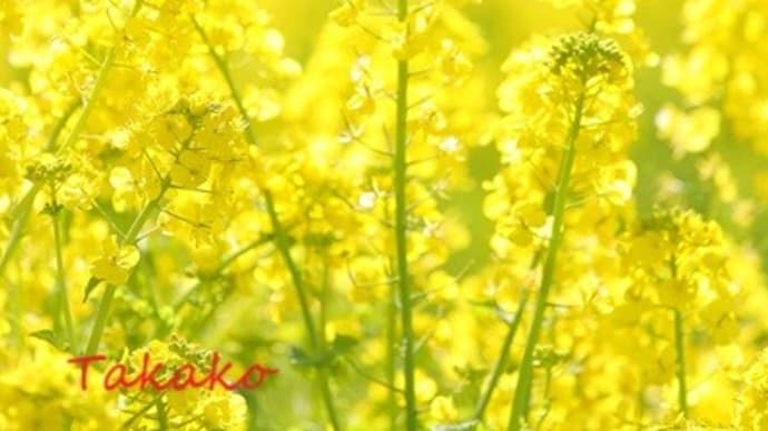 菜の花