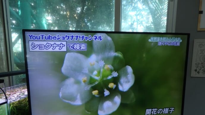 ムジナモ