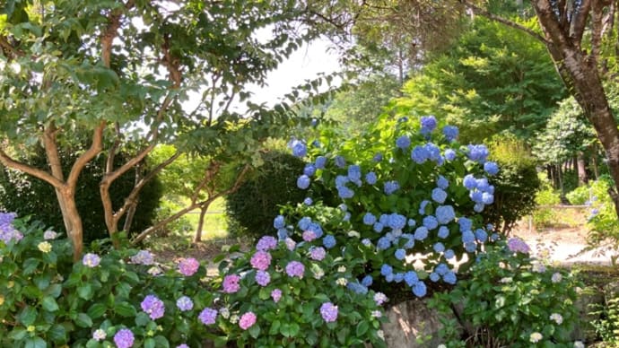 美並町・桂昌寺6月17日