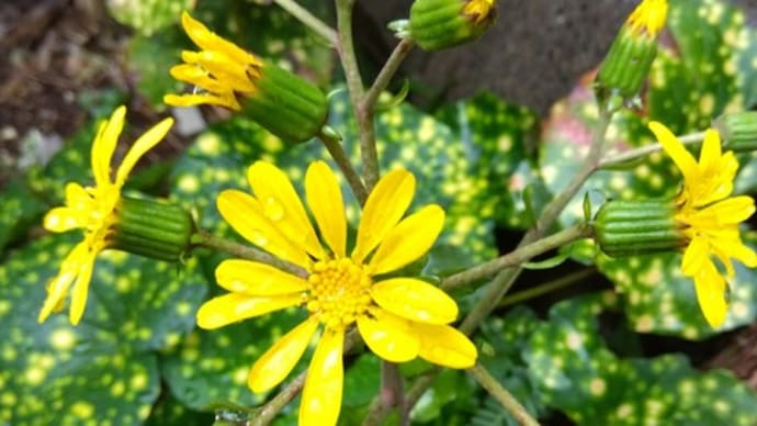 11月12日練習日記