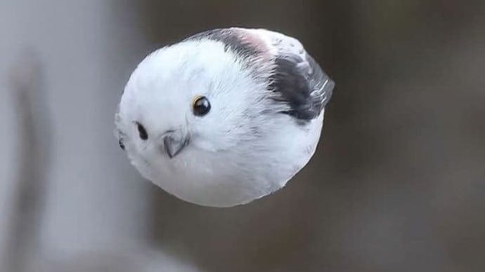 0次元のシマエナガ