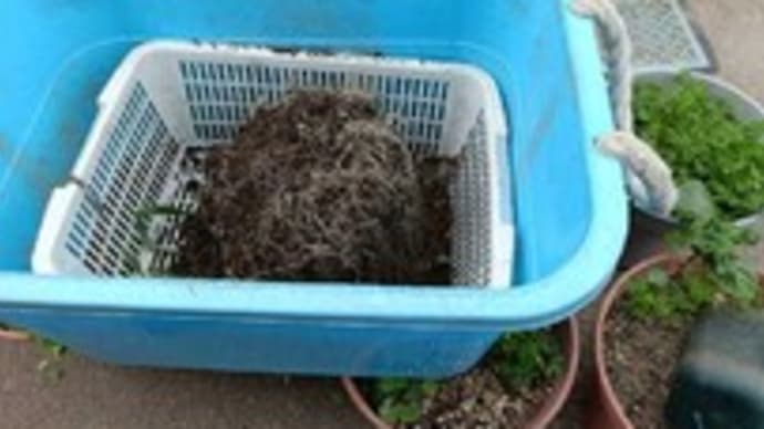 矮性ミニトマト:ミニヒメを鉢に植え替えた