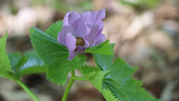上三依水生植物園に咲く花&庭の花