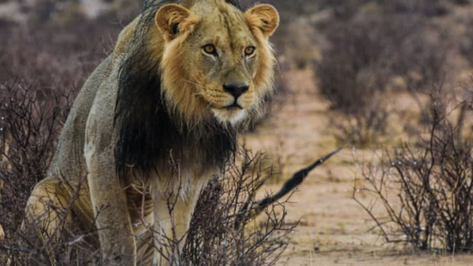 セントラル・カラハリ動物保護区Central Kalahari Game Reserve 
