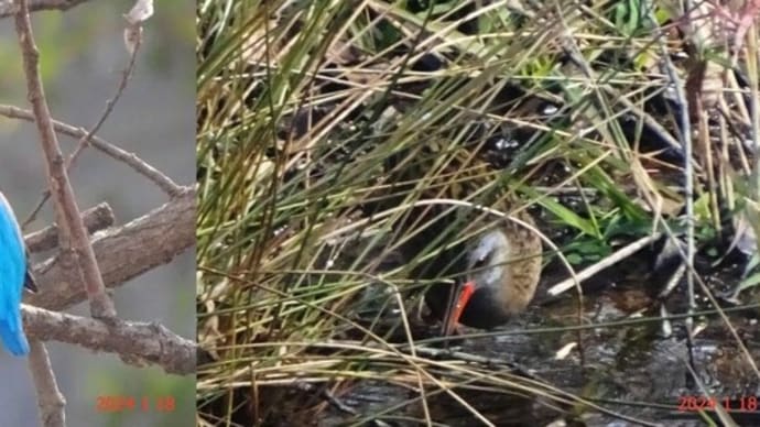 散歩となり、カワセミ・クイナと遭遇(24.1.18)