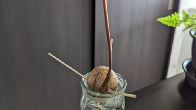 アボカドの種