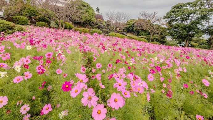 佐賀・竹崎城址展望台に咲くコスモス 2024/10/26