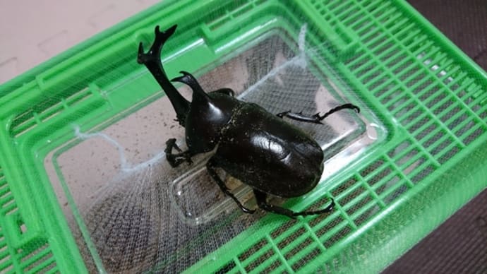 さようならカブトムシ