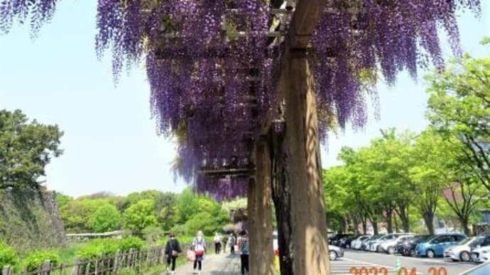 名城公園・１・藤の回廊