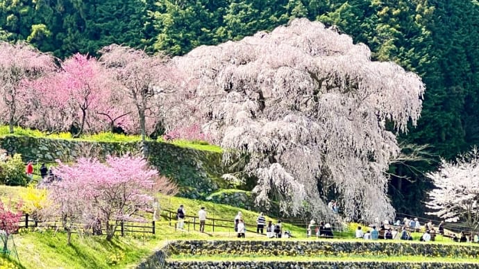 母にも観せてあげたくて… 又兵衛桜
