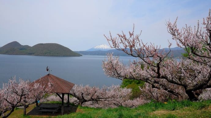 二十間道路桜並木、優駿さくらロードの散り桜、壮瞥公園の梅~居酒屋漁の焼魚定食美味し!!