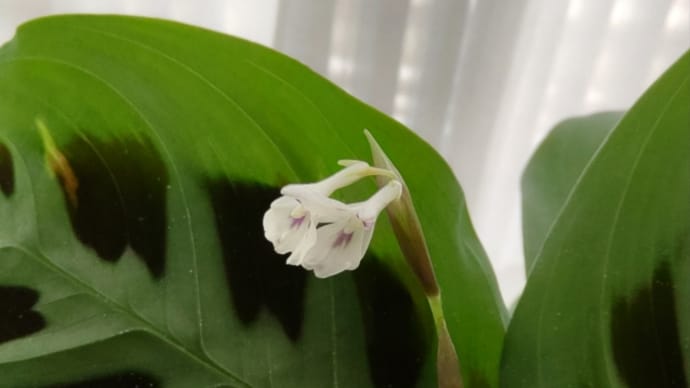 マランタの花