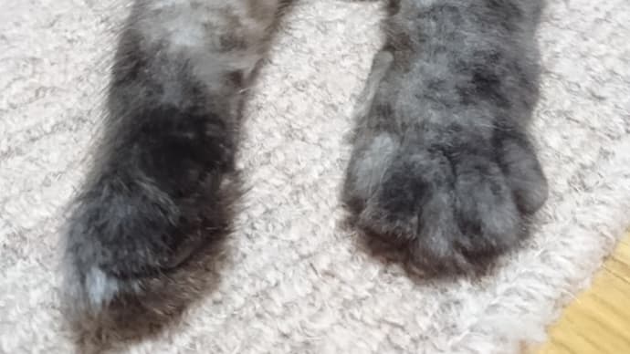 ( ・̆・̆ ).。oஇ 少し考えなきゃ!
