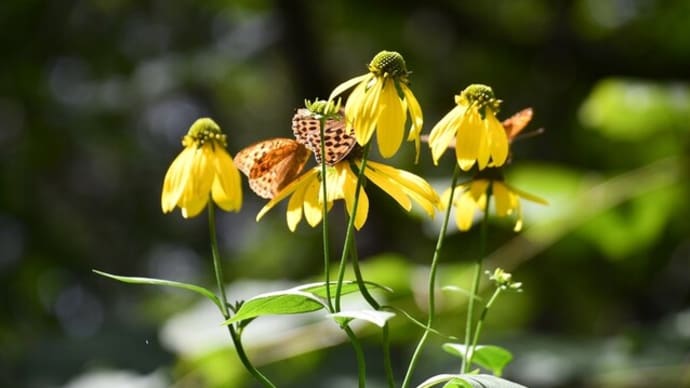 花園で華麗に舞う…シジミチョウ