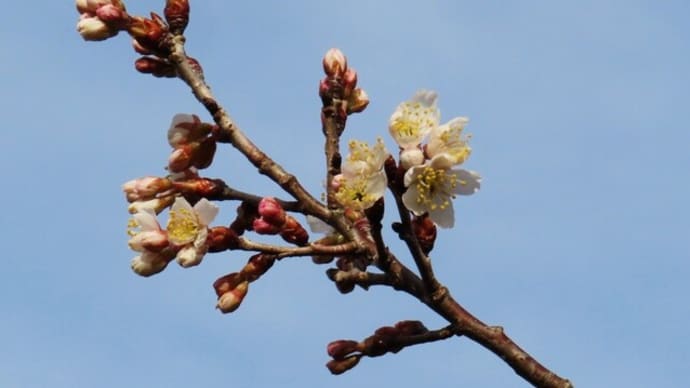 桜がチラホラ~シナミザクラ