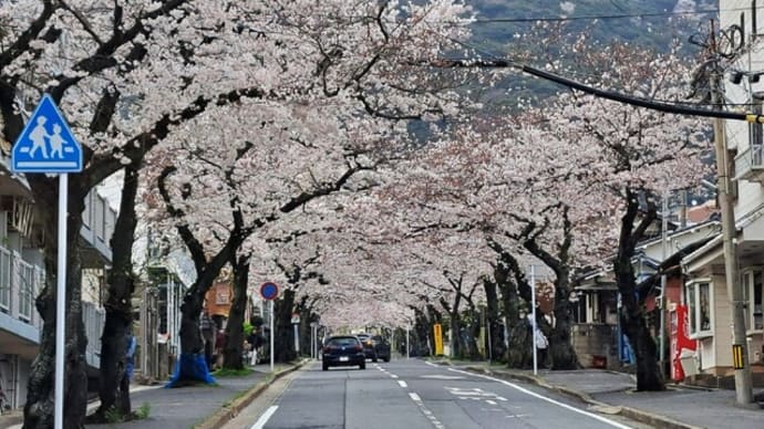 安部山公園の桜情報② 24.4/2