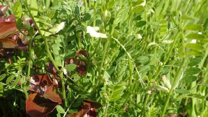 烏の豌豆の花　白色