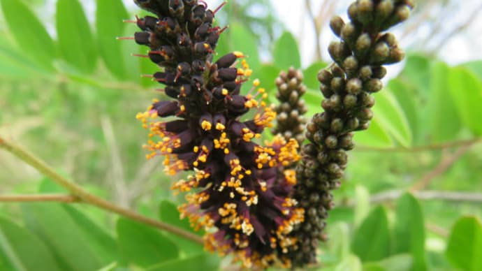 Indigobush