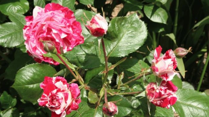 半月早い気がするバラの開花